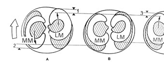 Meniscal movement during axial rotational
